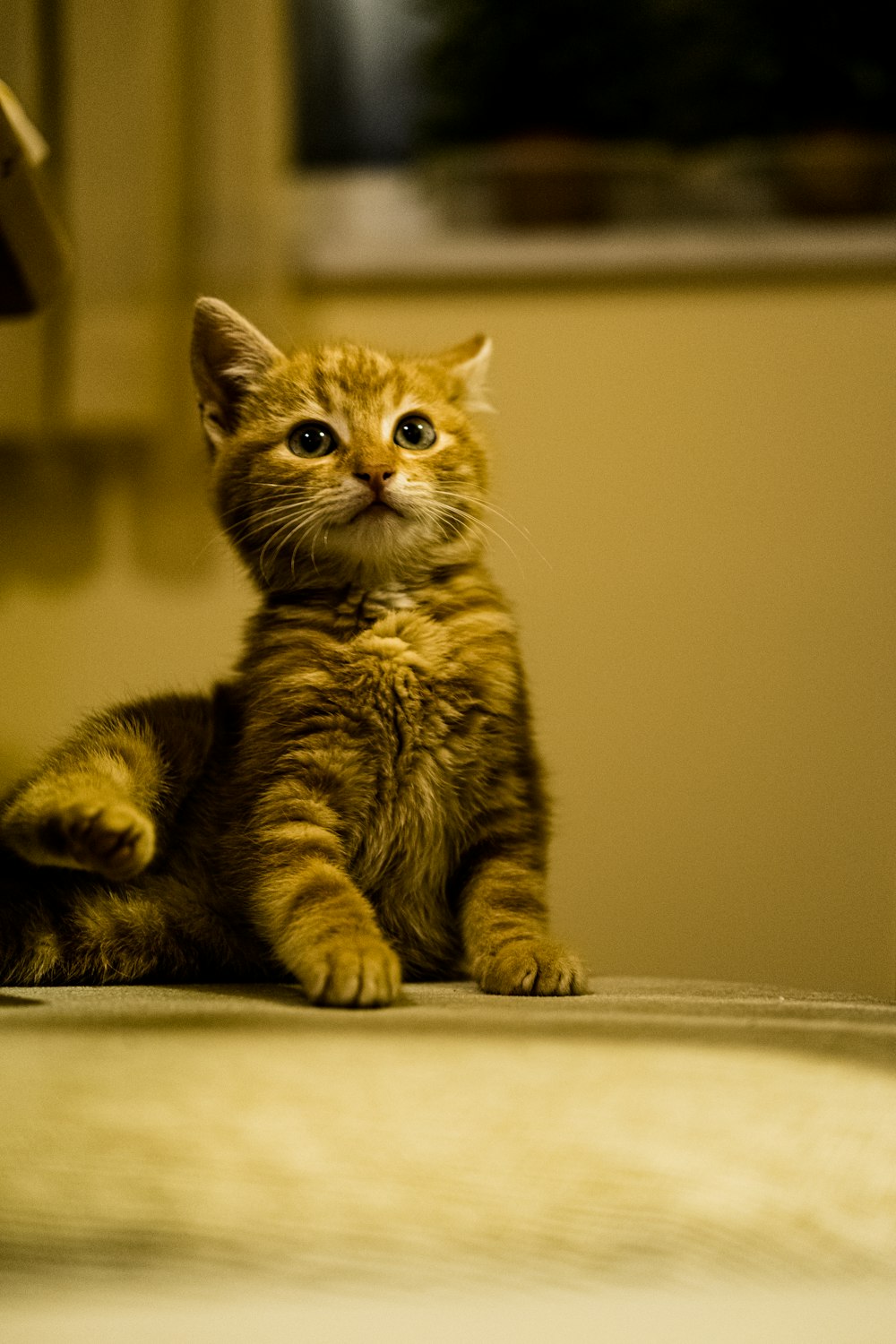 orange tabby cat on white table