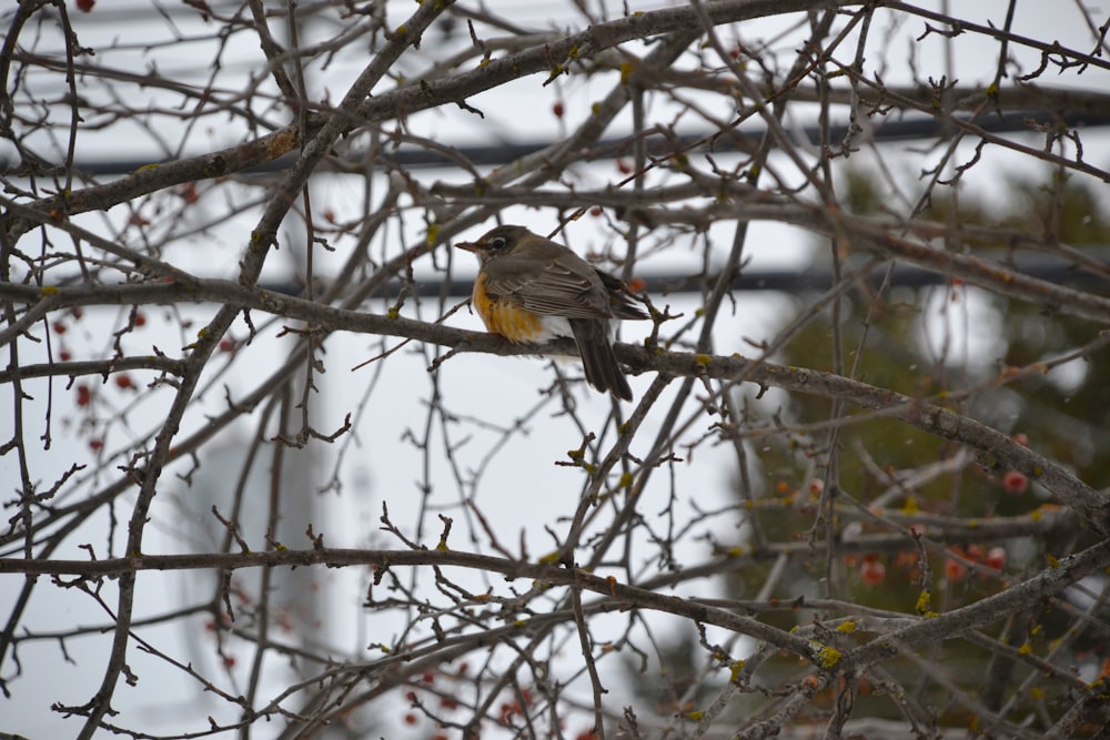 yellow and black bird on bare tree