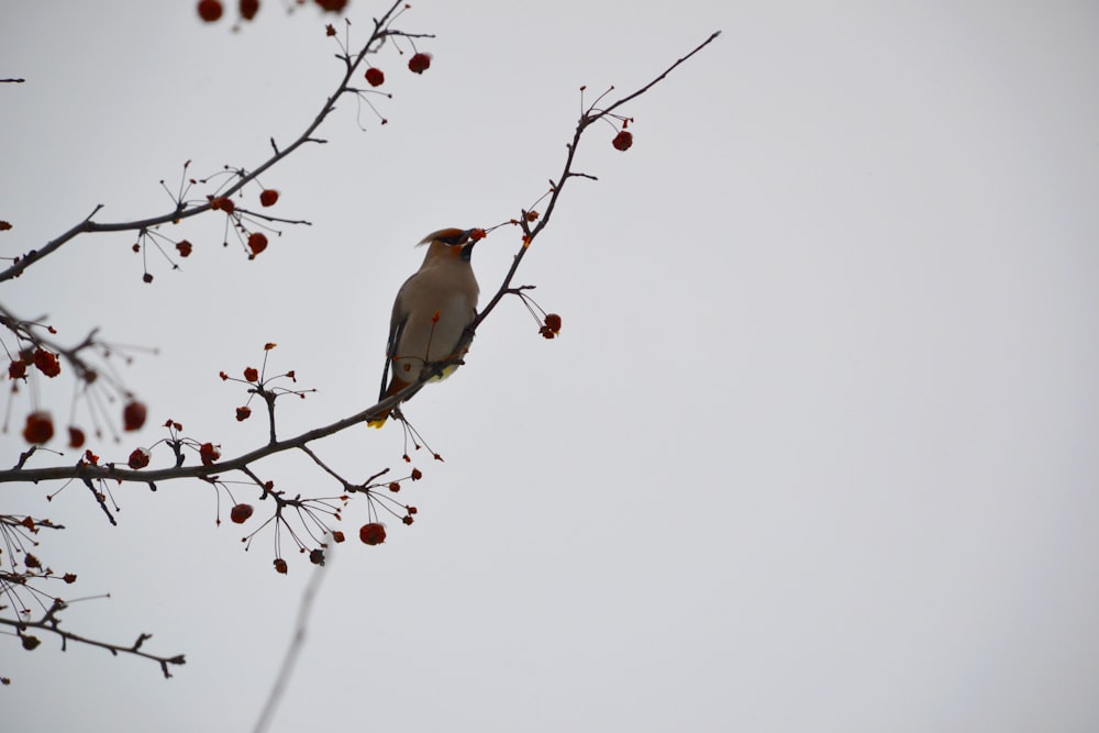 brown and white bird on brown tree branch