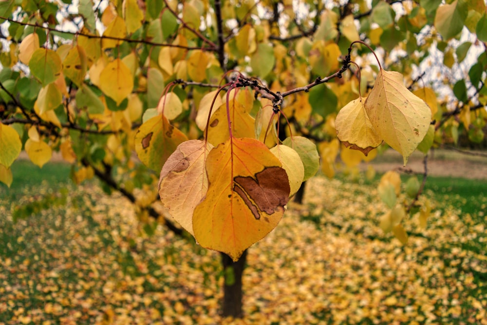 yellow leaf on brown tree branch during daytime
