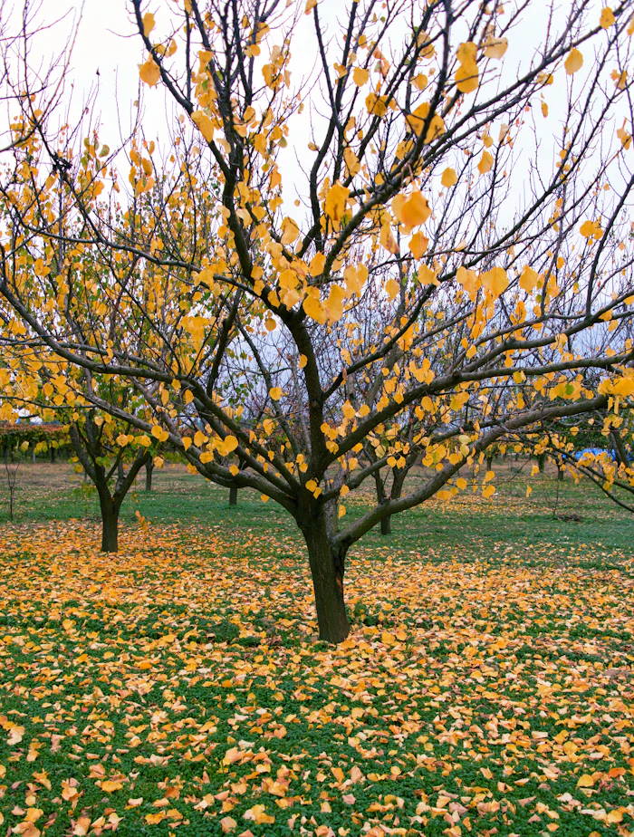 Tree shedding autumn leaves onto a green lawn