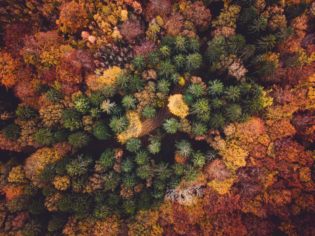 green and brown trees during daytime