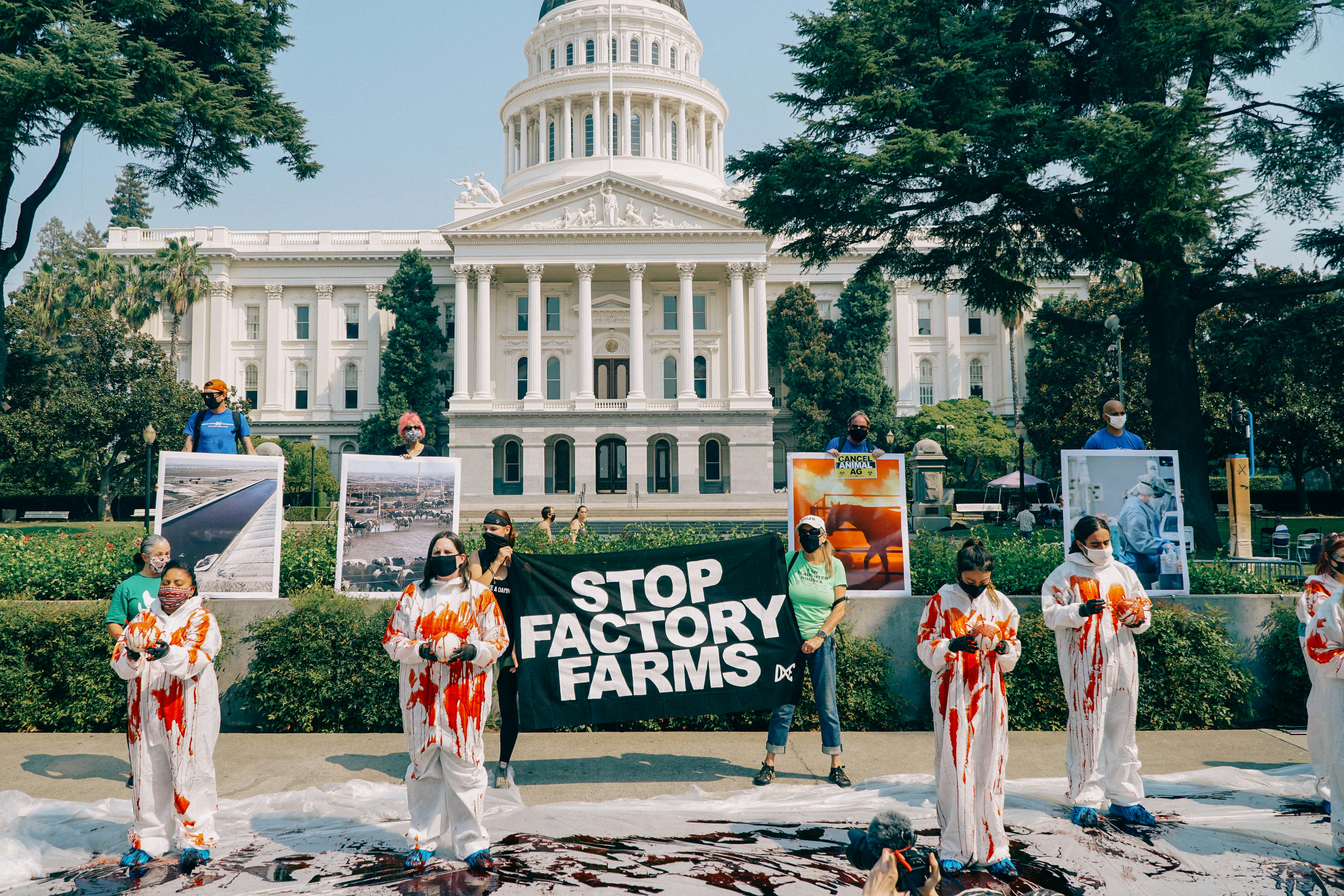 Animal Rights activists from Direct Action Everywhere protest in Sacramento to stop factory farms the negative effects on the climate crisis, is the contribution to pandemics, like covid-19 and animal cruelty.