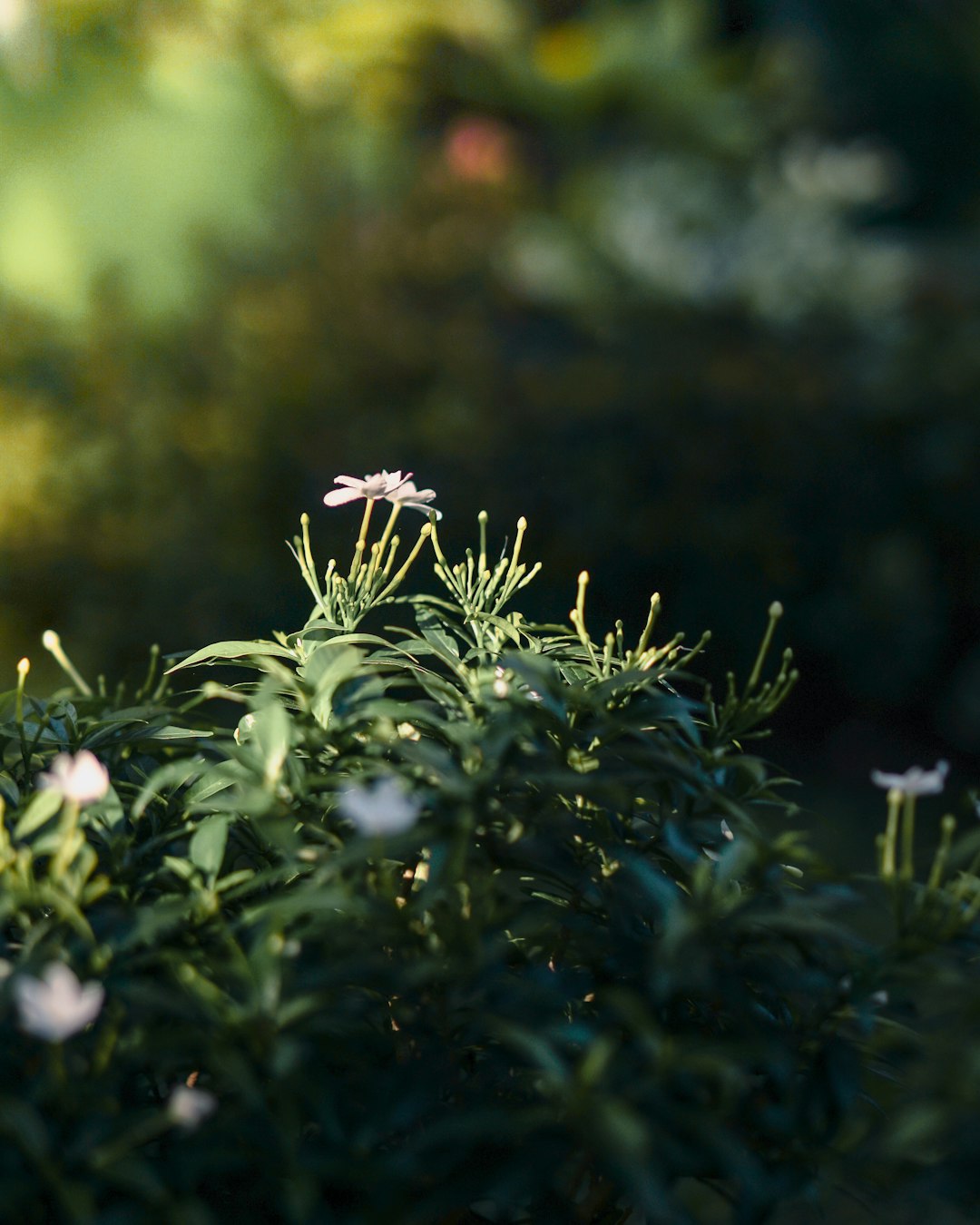 green plant in close up photography