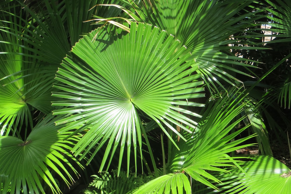 Planta de palma verde durante el día