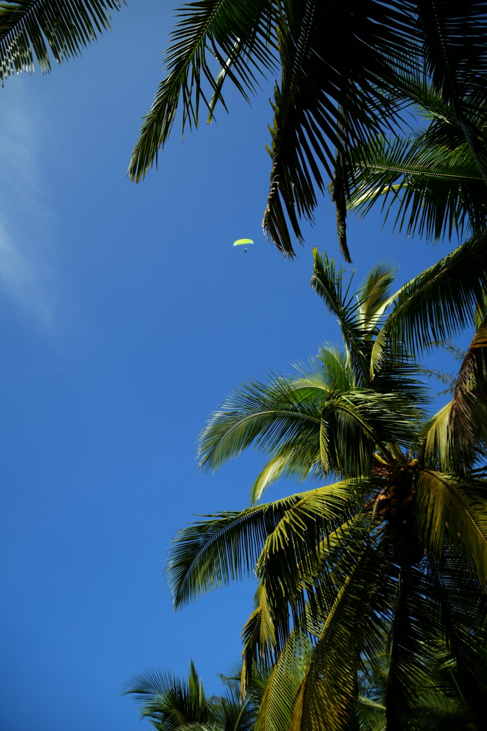 green palm tree under blue sky during daytime