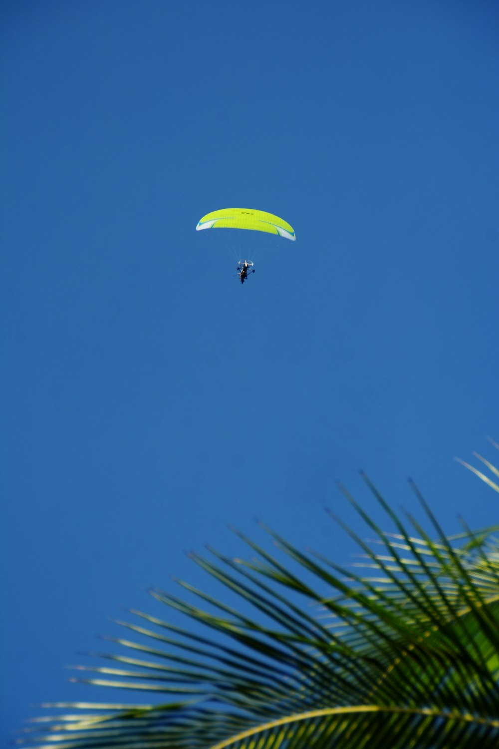 green palm tree under blue sky during daytime