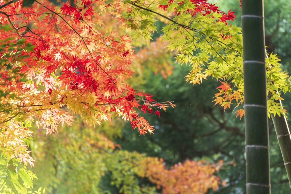 red and green maple tree
