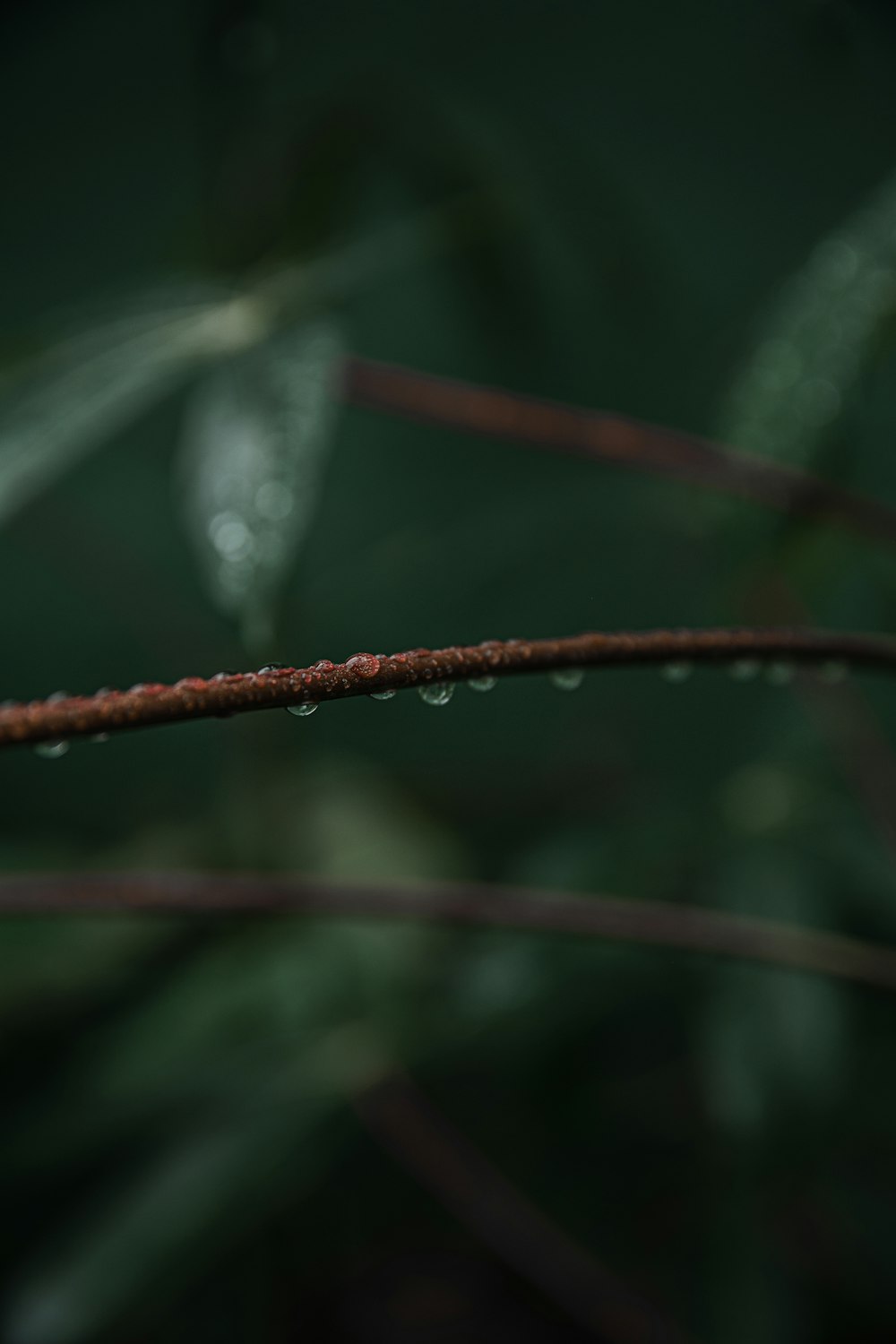 water droplets on green leaf