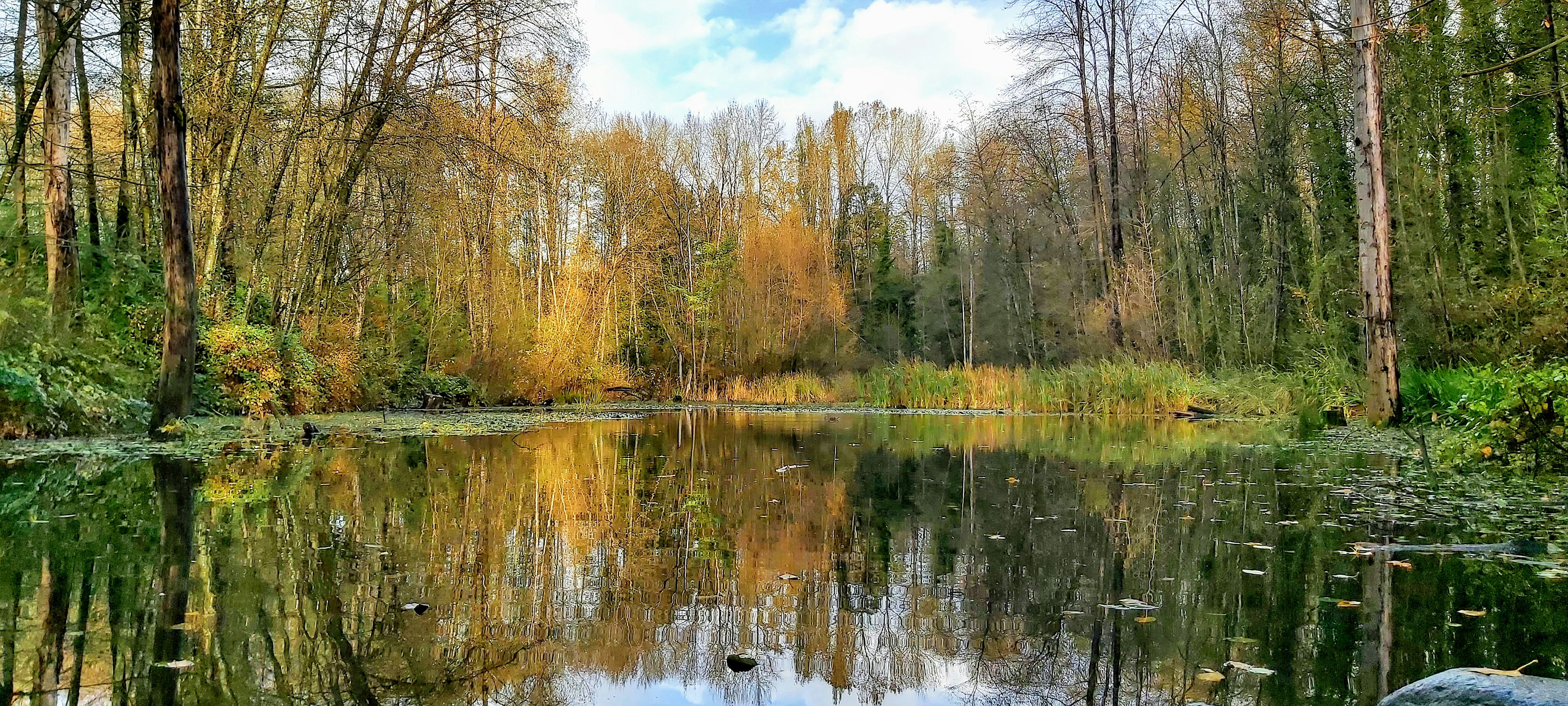 brown trees beside river during daytime