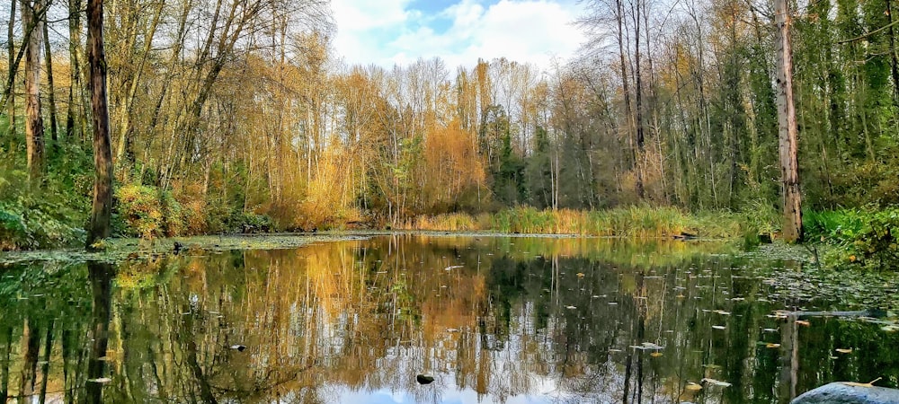 brown trees beside river during daytime