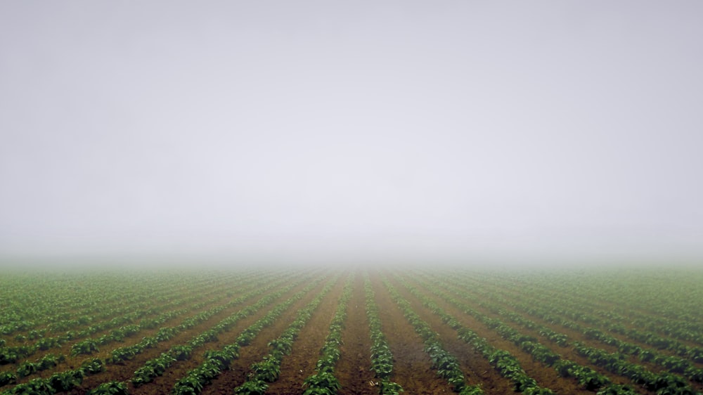 green grass field during foggy day