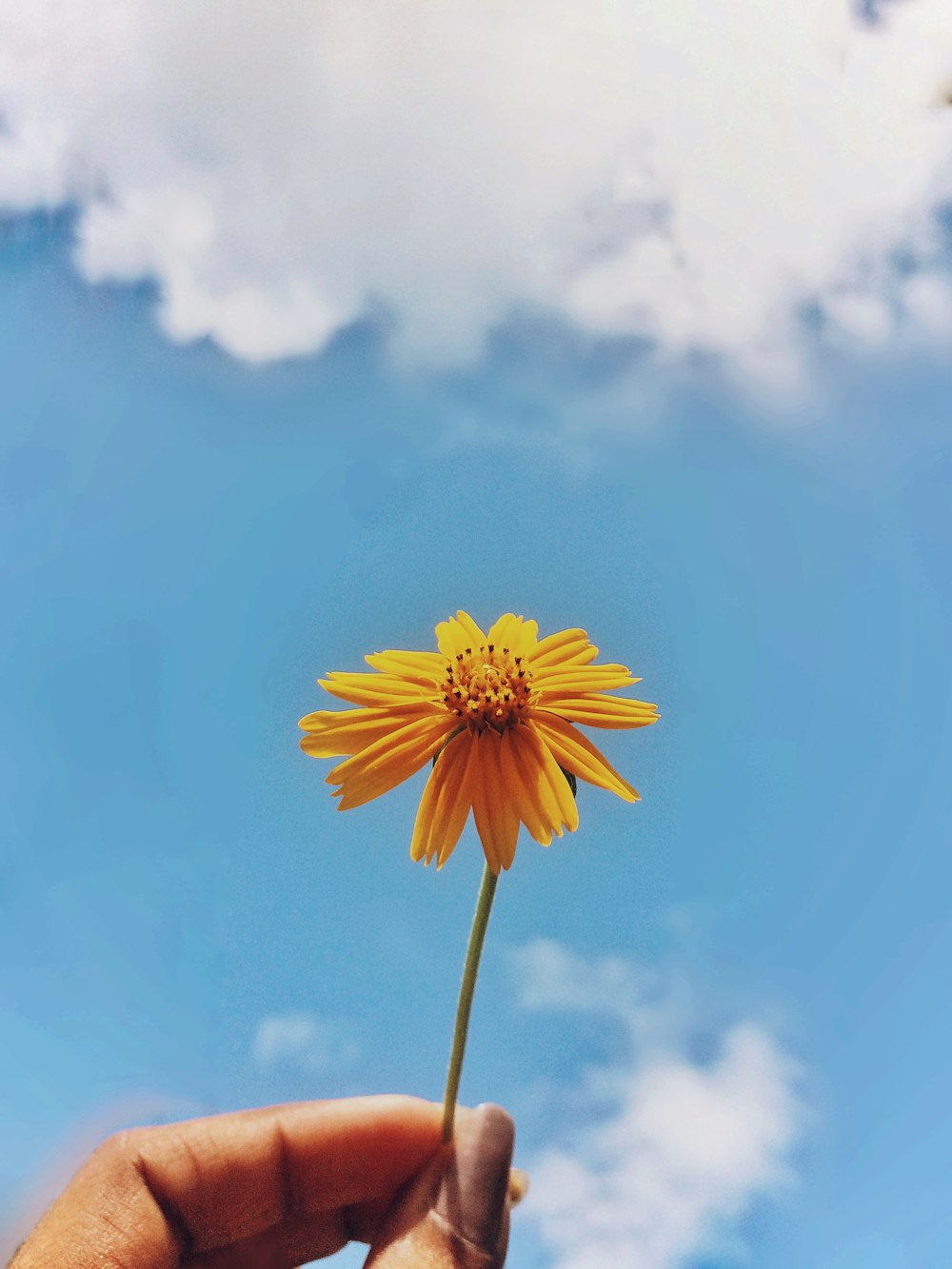 flor amarilla bajo el cielo azul