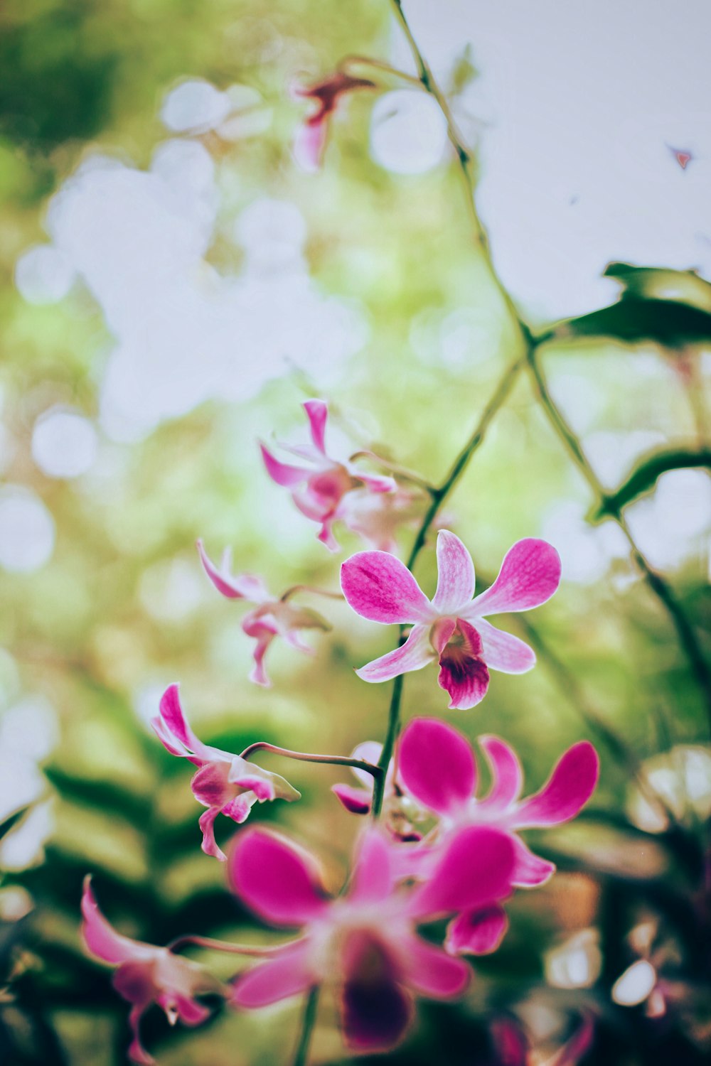 purple and white flower in tilt shift lens