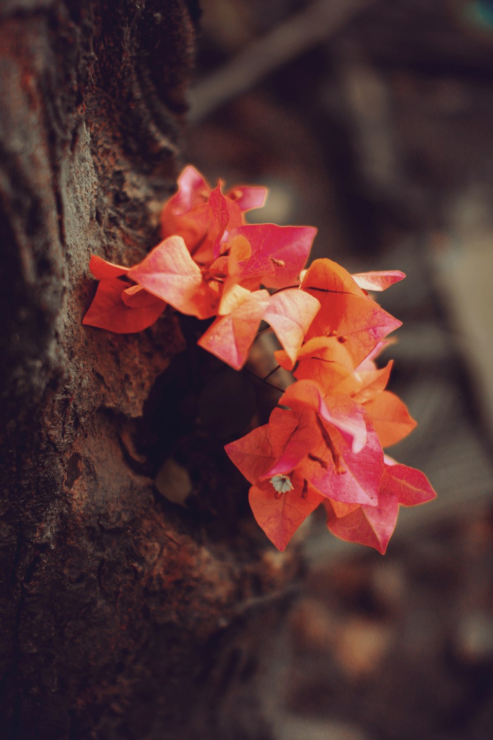 red maple leaf on brown tree trunk