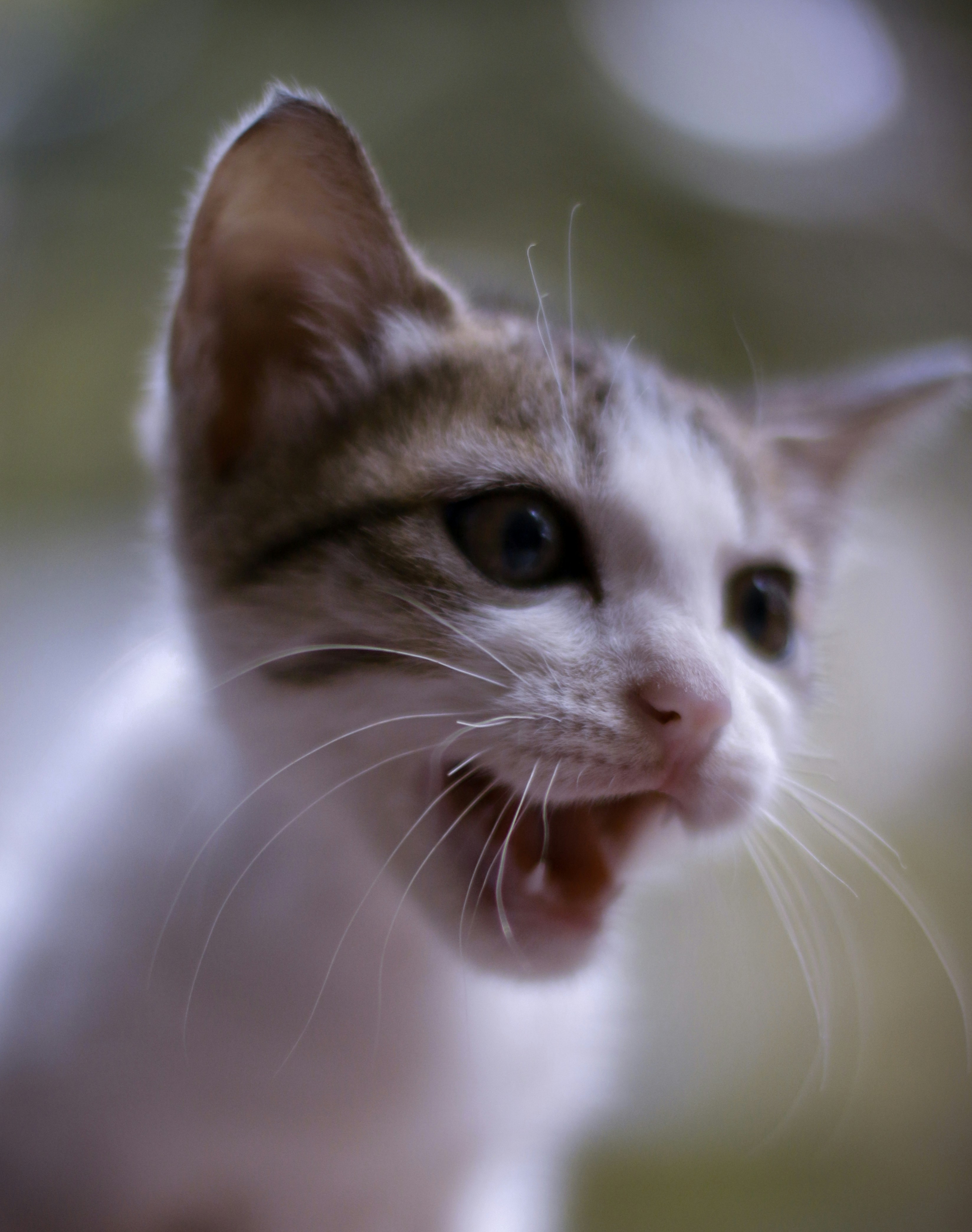 Photo by chief__parker