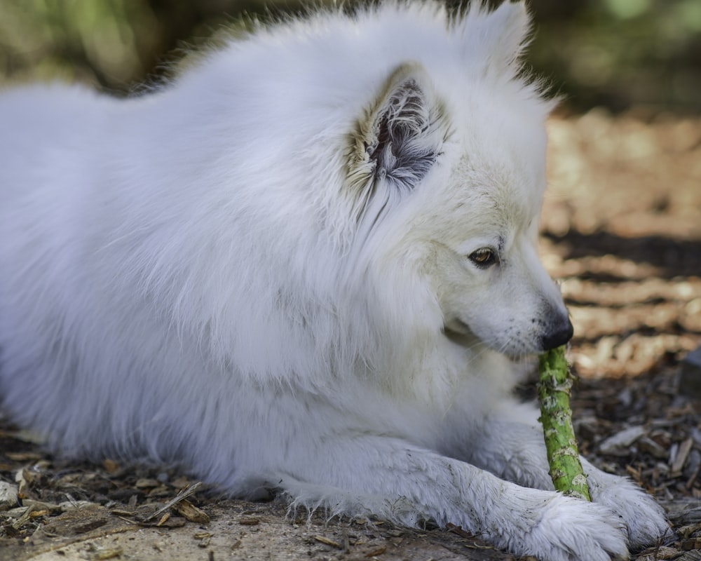 white long coated dog on brown dried leaves