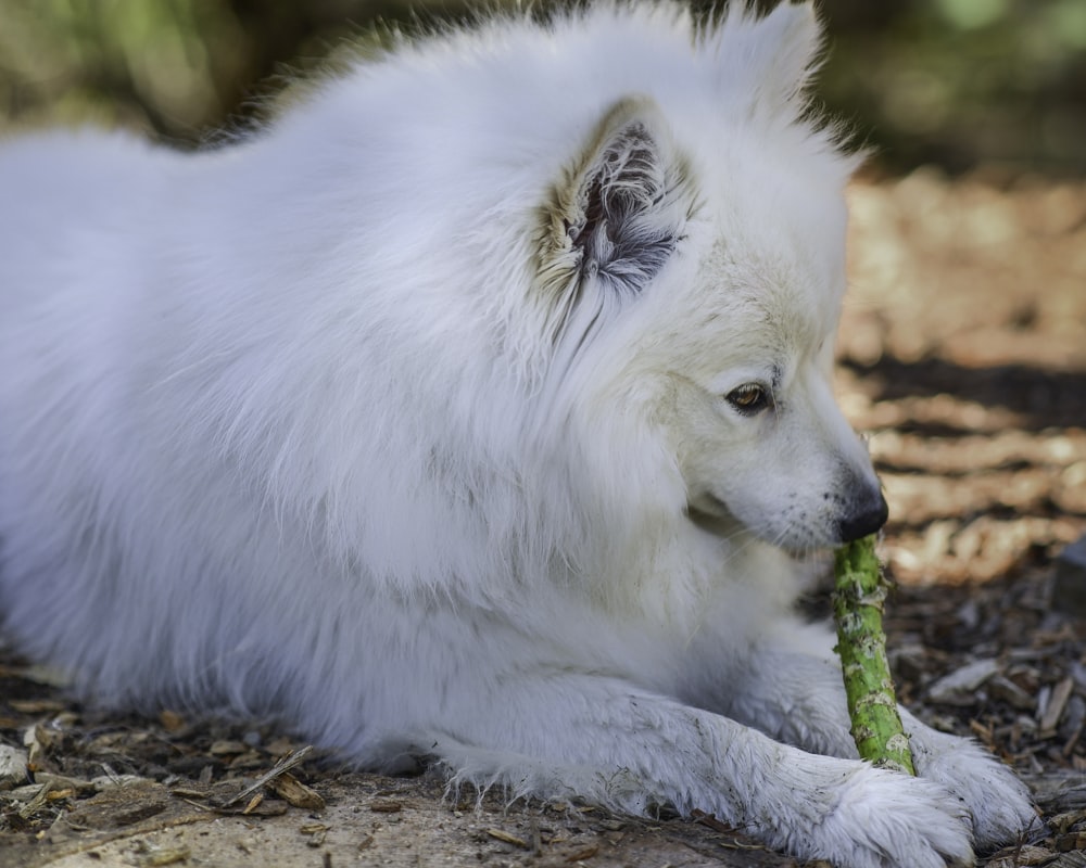 茶色の乾燥した葉に白い長いコートの犬