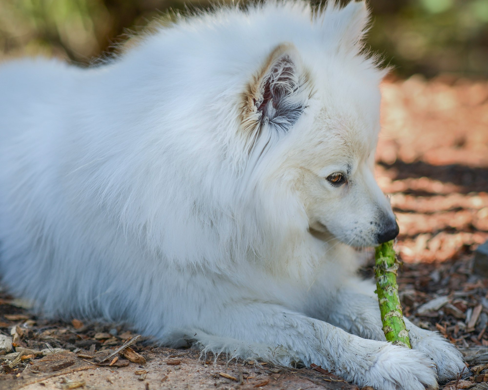 Natural Flea Repellent for Dogs