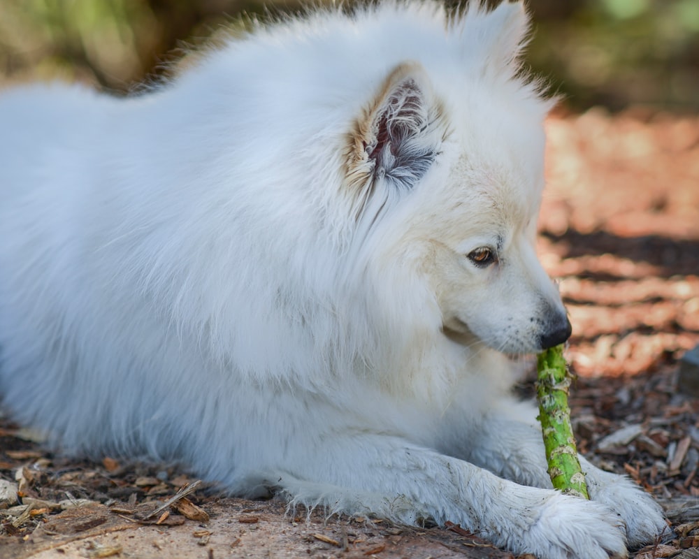 white long coated dog on brown dried leaves