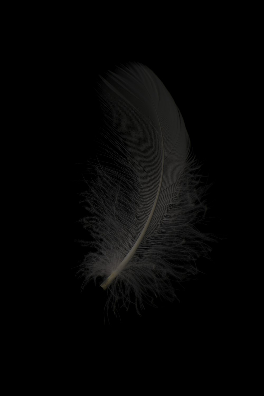 white feather on black background