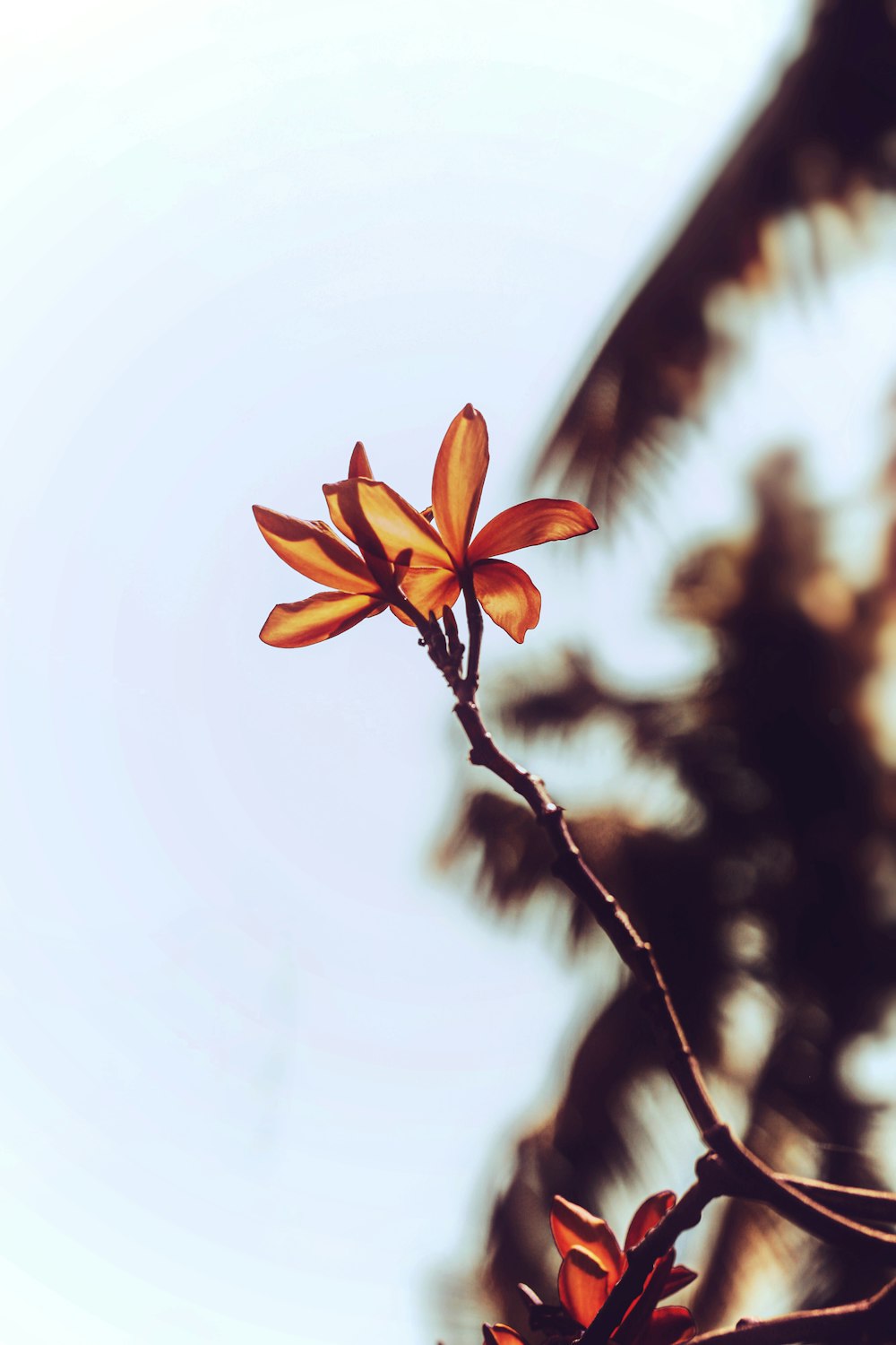 orange flower on brown tree branch