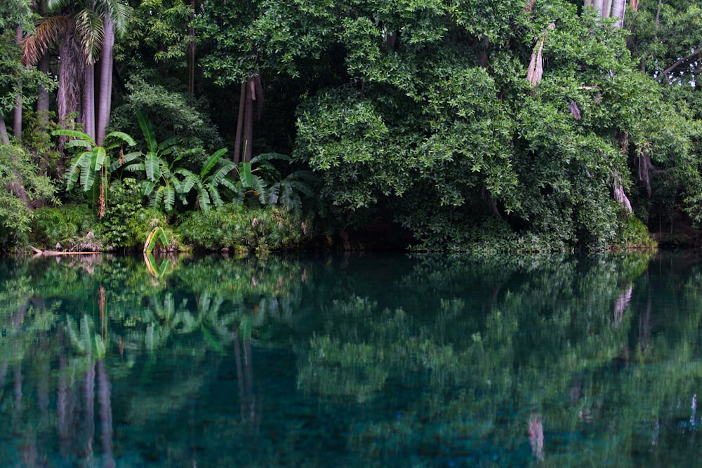 green trees beside body of water during daytime