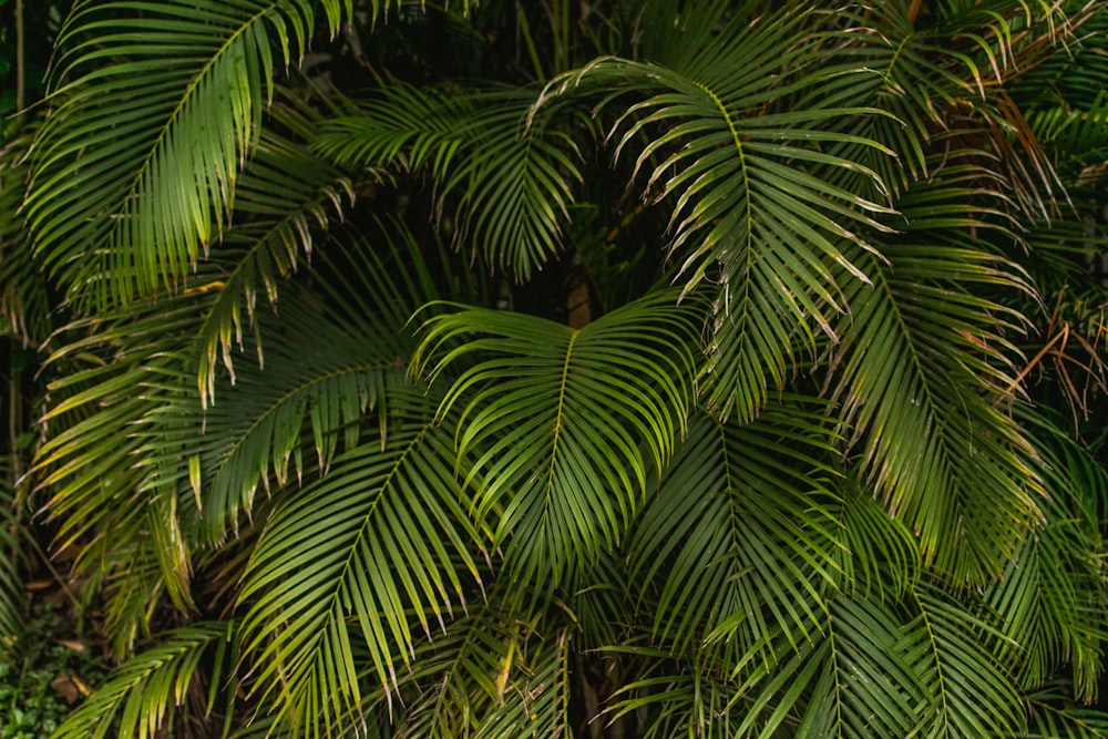 green palm tree during daytime