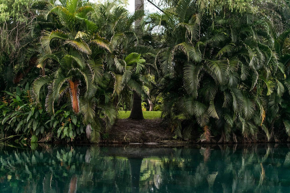 Palmiers verts au bord d’un plan d’eau pendant la journée