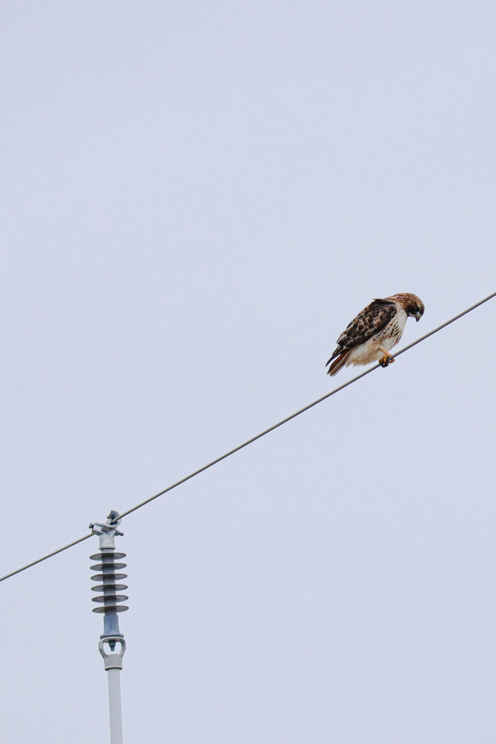 brown and white bird on black electric cable