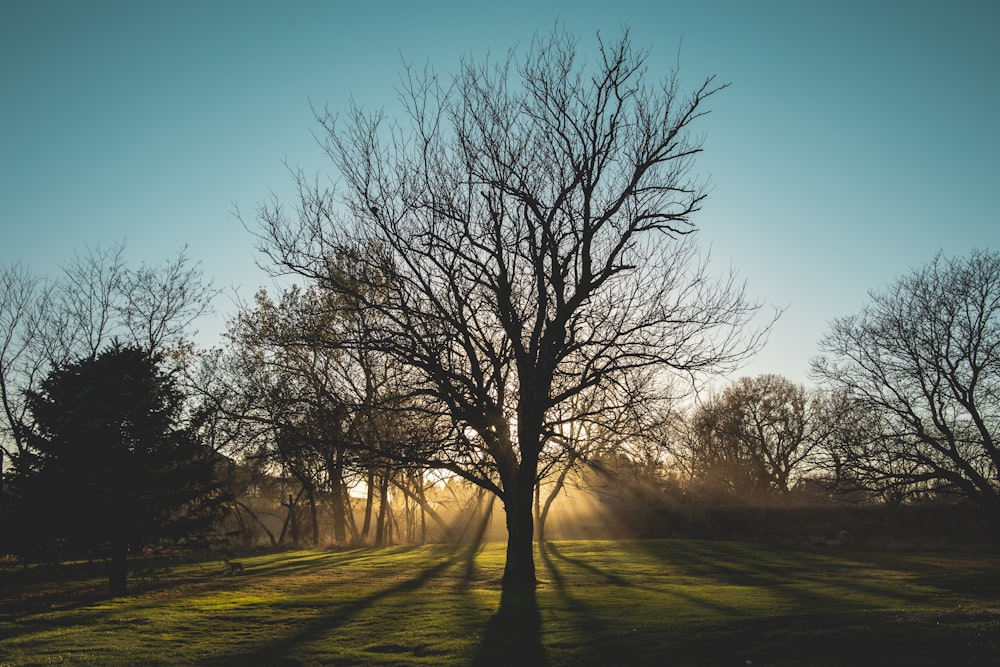 leafless tree on green grass field during daytime