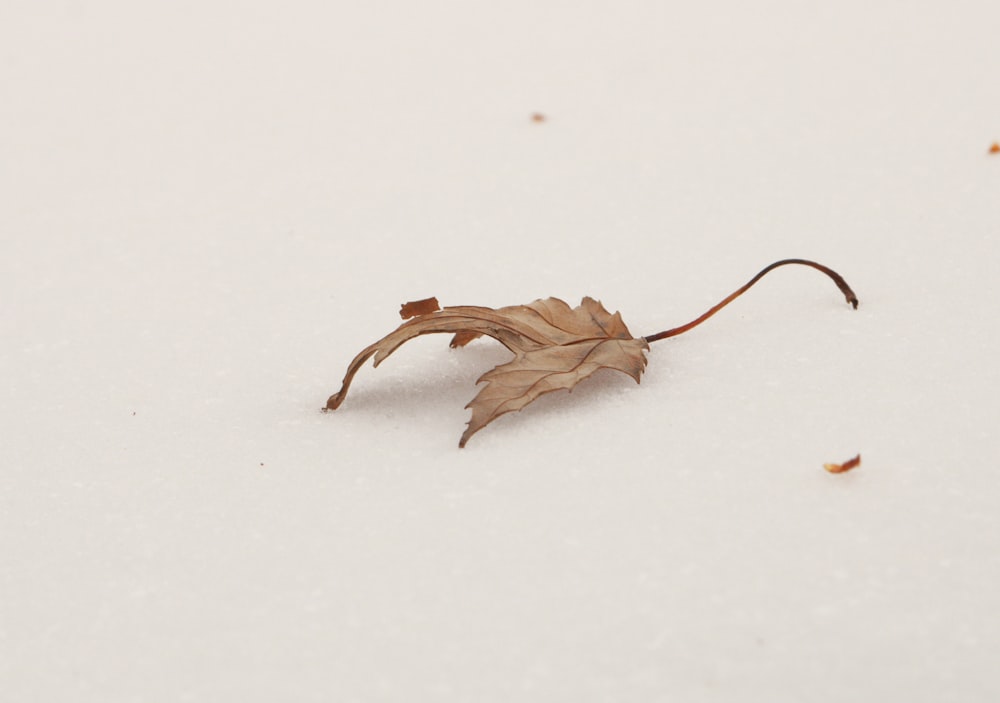 白い雪の上に茶色の枯れ葉