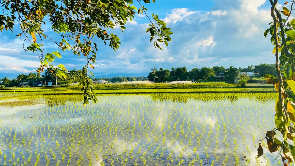 green grass field and green trees under white clouds and blue sky during daytime