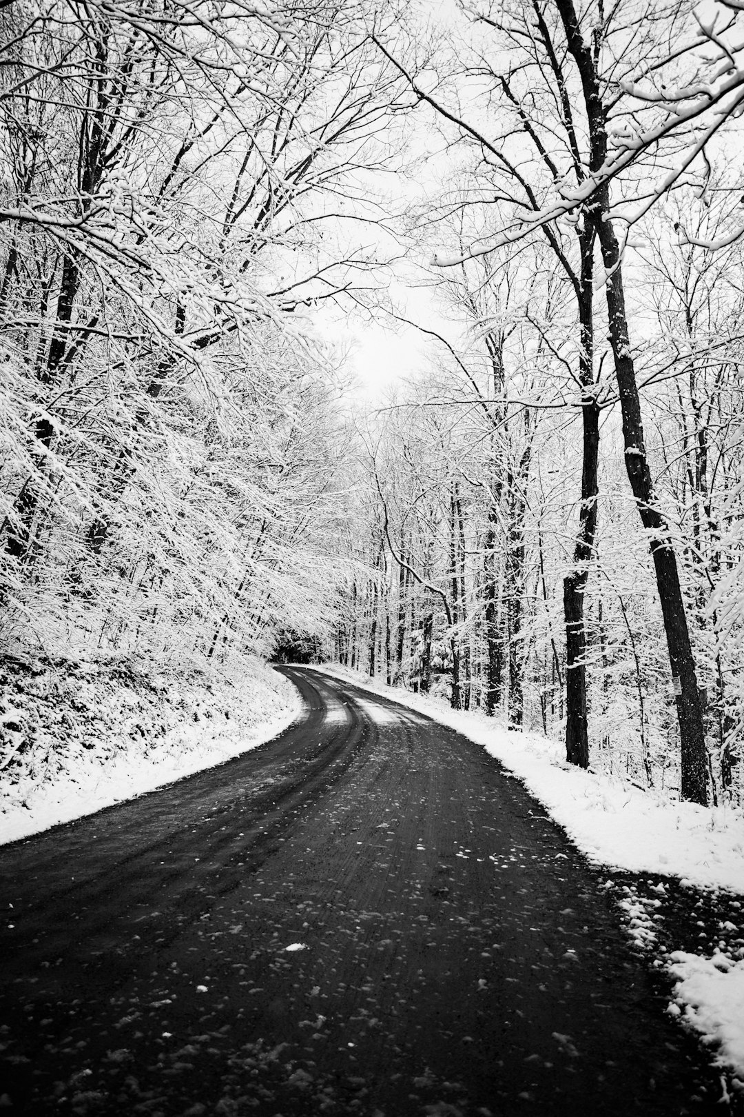 grayscale photo of road between trees