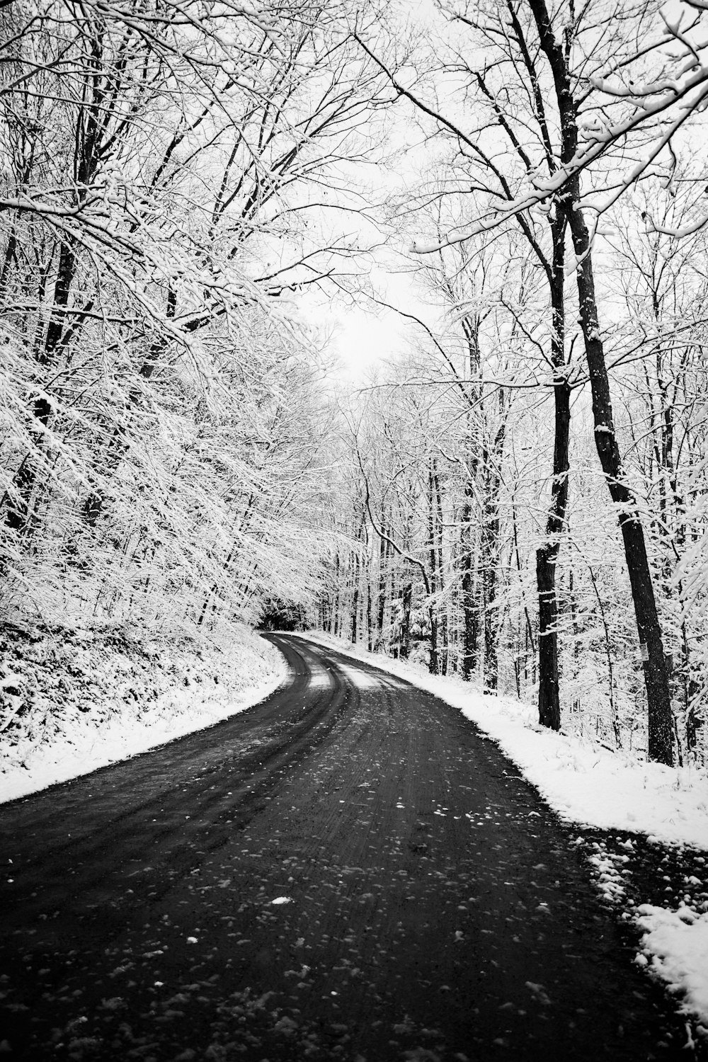 grayscale photo of road between trees