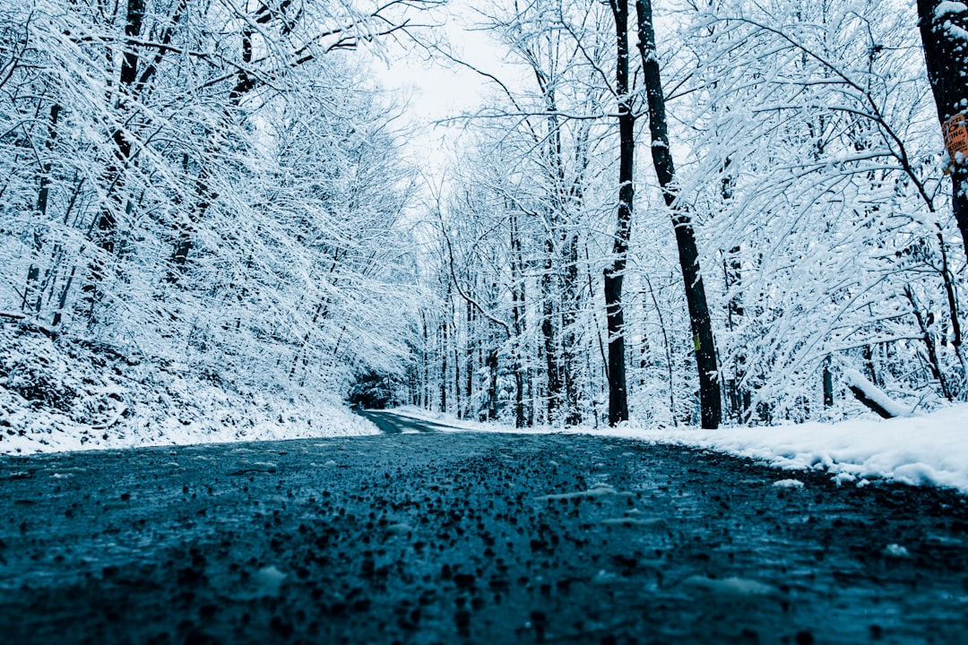 snow covered road between trees during daytime