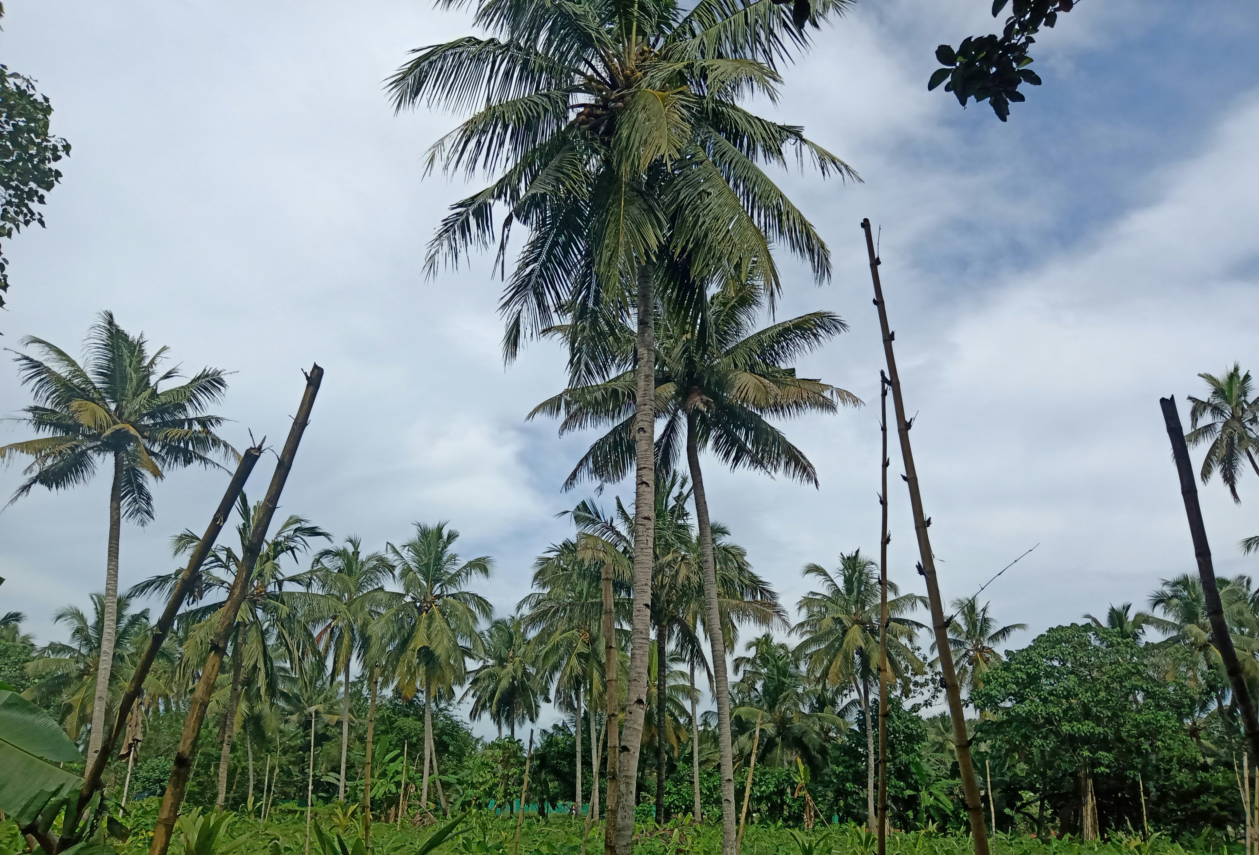 green palm trees under cloudy sky during daytime