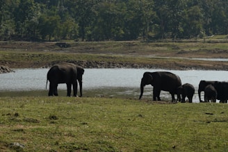 A close-up of a majestic elephant family near a watering hole.