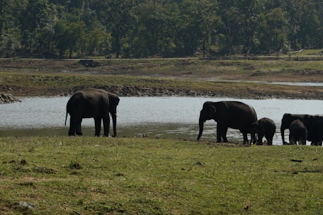 A close-up of a majestic elephant family near a watering hole.