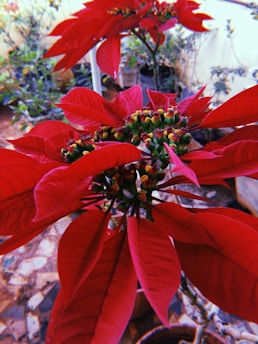 A close-up view of a plant with large, vibrant red leaves and small green buds at the center. The background contains other plants with lush foliage, creating a natural and organic setting.