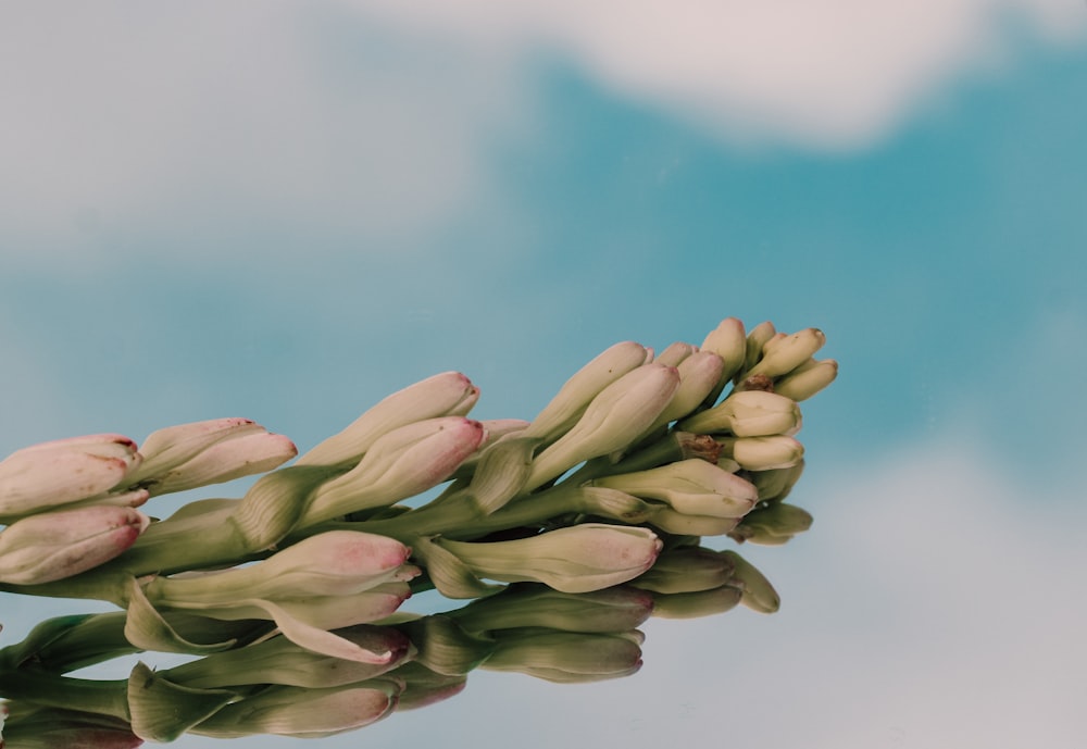 brown and white flower buds