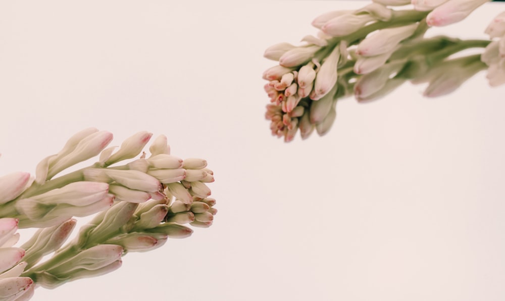 white and pink tulips in white background