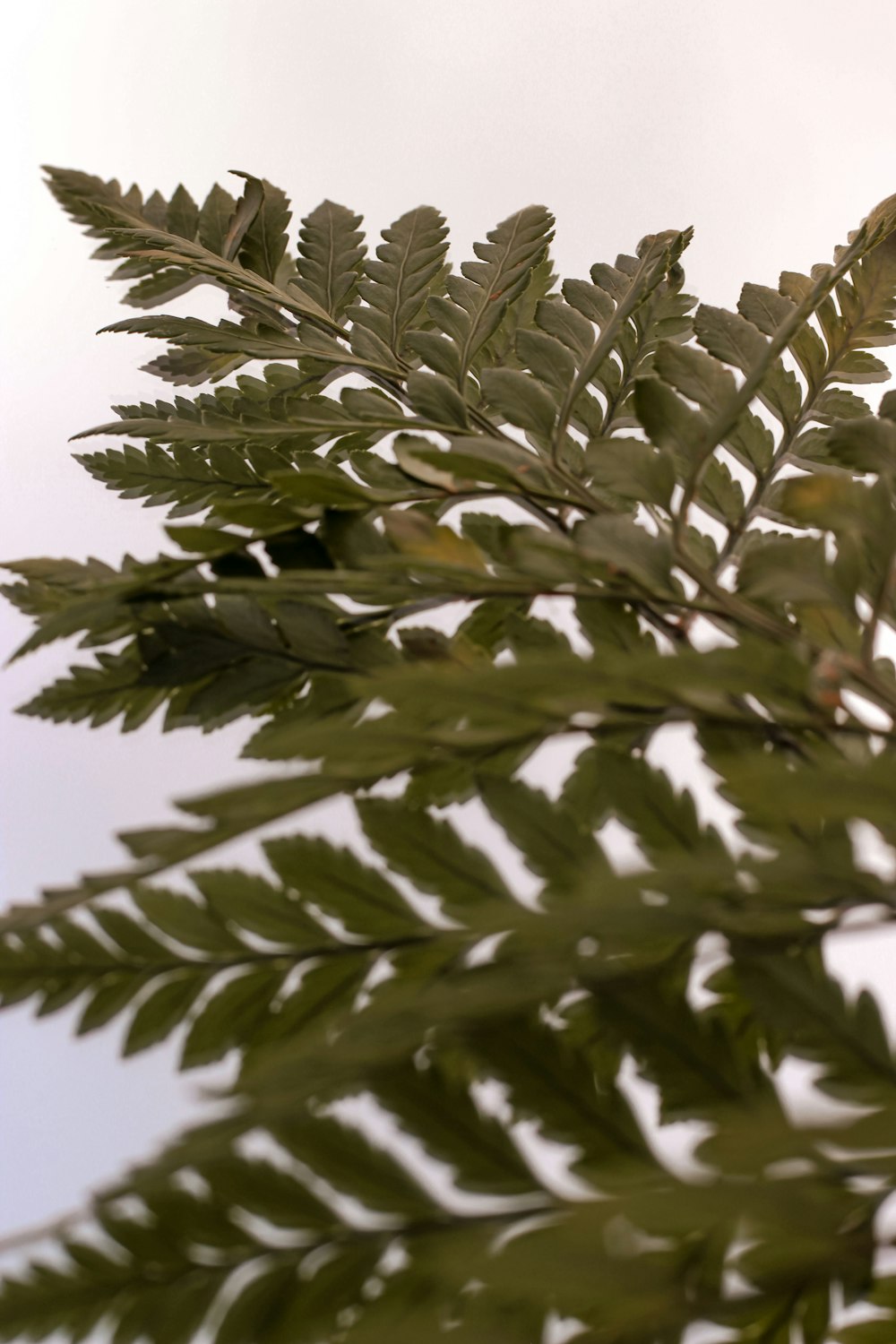 green leaves in close up photography