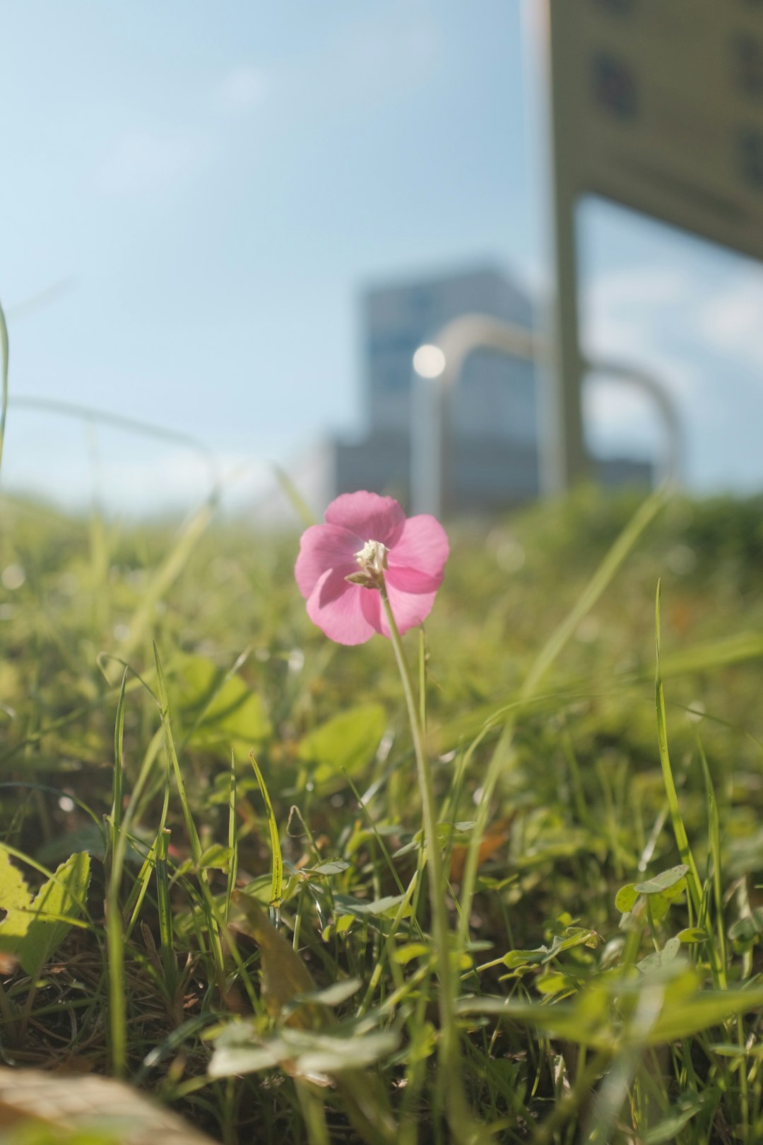 pink flower in green grass during daytime