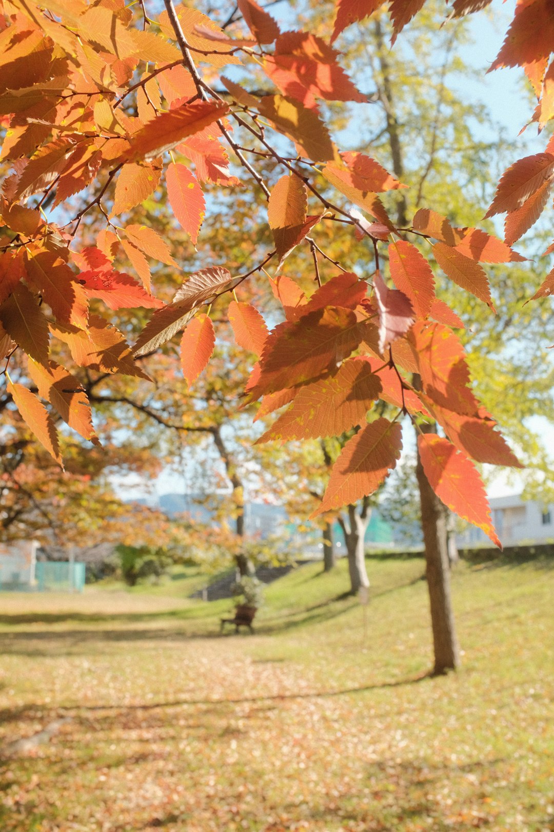 brown leaves on green grass field during daytime