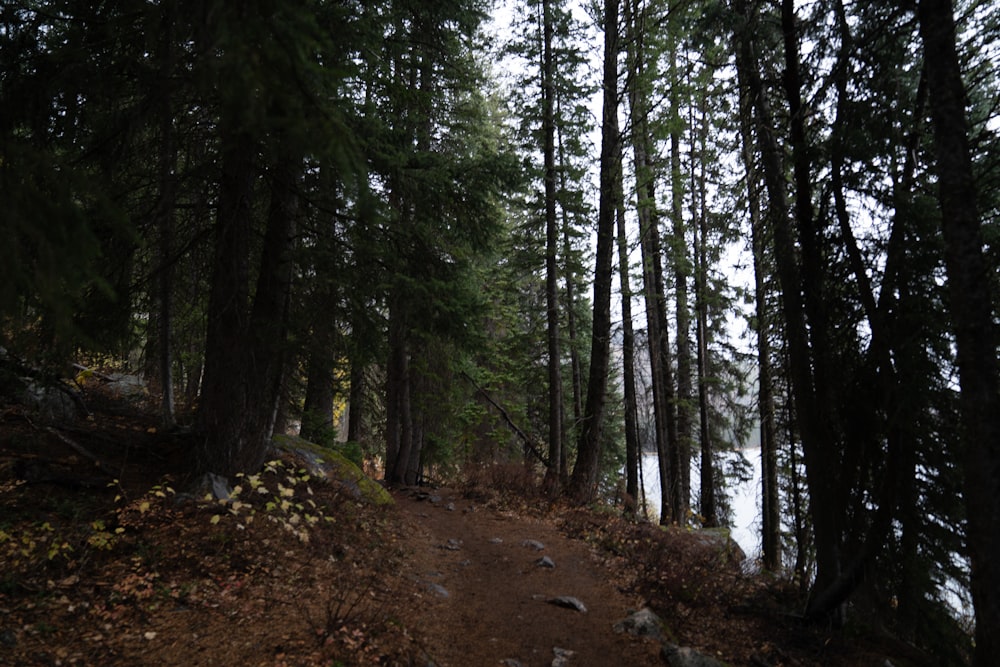 green trees on brown soil