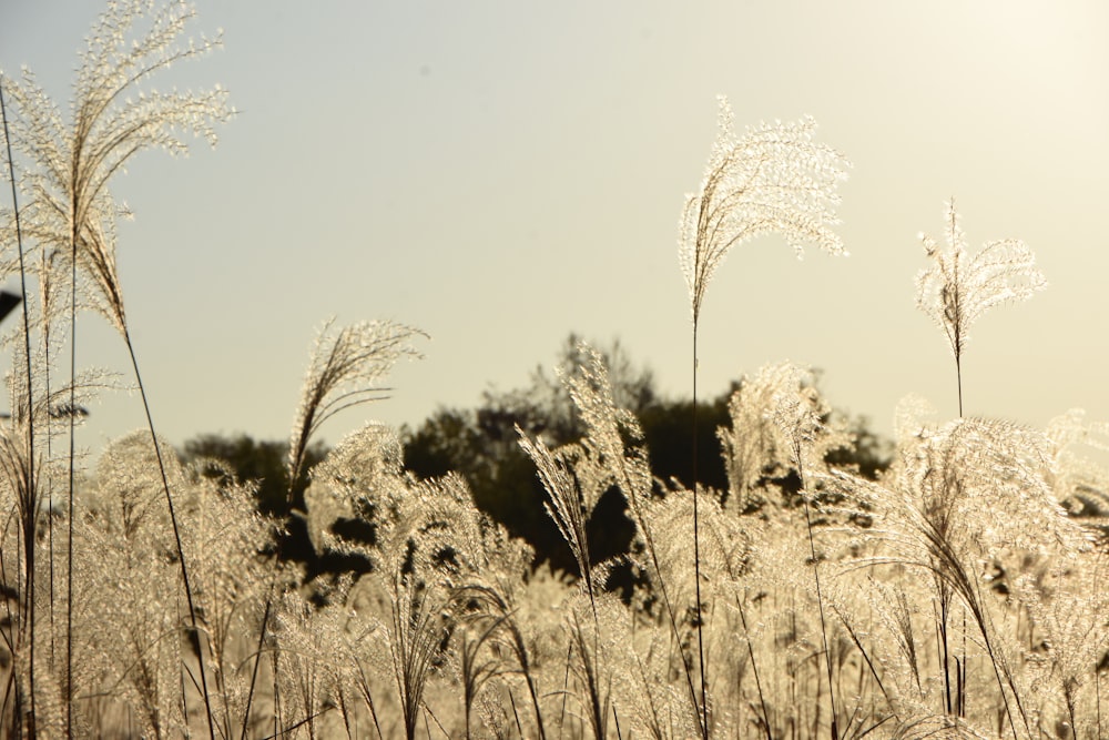 brown grass field during daytime