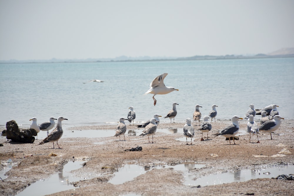 flock of white and black birds on beach shore during daytime