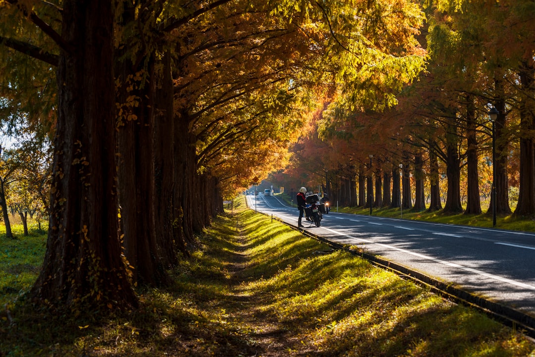people riding motorcycle on road between trees during daytime