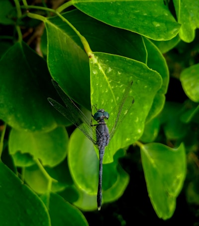 A close-up photo of a vibrant dragonfly perched on a green leaf with morning dew.